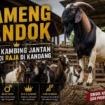 Ciri-Ciri "Kameng Landok" yang Penuh Birahi